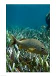 Side profile of a Blue Striped Grunt swimming underwater