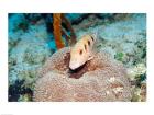 Close-up of a goatfish swimming underwater