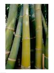 Close-up of bamboo