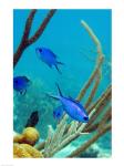 Blue Chromis Fish