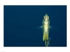 Damselfish