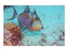 Queen Triggerfish