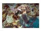 Hawksbill Turtle