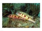 Spotted Goatfish