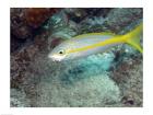 Yellowtail Snapper