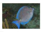 Blue Tang Fish