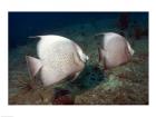 Gray Angelfish