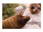 Close-up of two Sea Lions relaxing on rocks, Ecuador