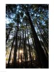 Low angle view of trees in a forest at sunrise