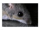 White-footed Mouse