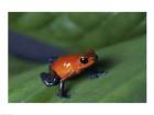 Strawberry Poison Dart Frog