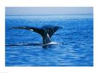 Right Whale in the sea, Bay of Fundy, Canada