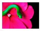 Smooth Green Snake on a flower