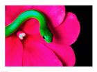 Smooth Green Snake on a flower