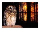 Barred Owl perching on a log