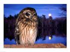 Barred Owl perching on a log