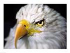 Close-up of a Bald eagle (Haliaeetus leucocephalus)