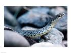 Common Garter Snake