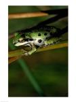 Pacific Tree Frog