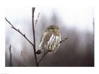 Pygmy Owl