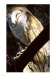 Barn Owl