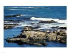 Seals on rocks at the coast, California, USA