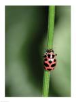 Ladybug