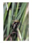 Close-up of an Argiope Spider