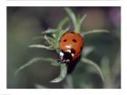 Close-up of a ladybug on leaves