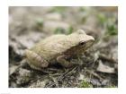 Close-up of a toad on the ground