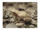 Close-up of a toad on a rock