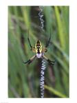 Close-up of a Garden Spider