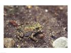 Close-up of a toad on a rock