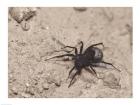 High angle view of a Black Widow Spider