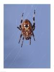 Low angle view of a spider on web