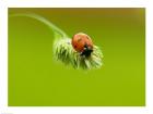 Close-up of a ladybug on a flower