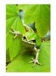 Close-up of a Green Tree Frog on a leaf