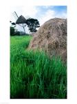 Traditional windmill in a field, Tacumshane Windmill, Tacumshane, Ireland