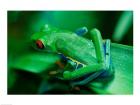 Red Eyed Tree Frog