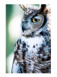 Great Horned Owl