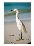 Snowy Egret