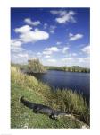 High angle view of an alligator near a river, Everglades National Park, Florida, USA