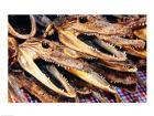 Close-up of the skulls of alligators