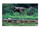 Statue of Ornithomimus Dinosaur in a park, Zilker Park, Austin, Texas, USA