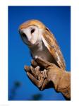 Barn Owl