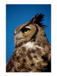 Horned Owl