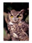 Horned Owl