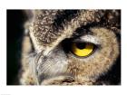 Horned Owl