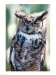 Great Horned Owl