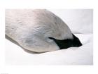 Close-up of Trumpeter Swan (Cygnus buccinator)